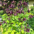 Aquilegia vulgaris 'Woodside Gold': Bild 1/1