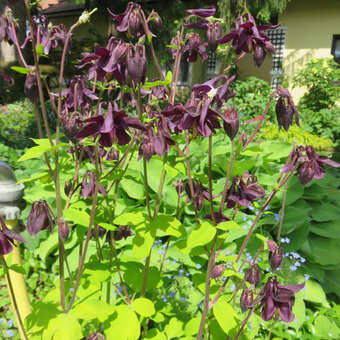 Aquilegia vulgaris 'Woodside Gold'