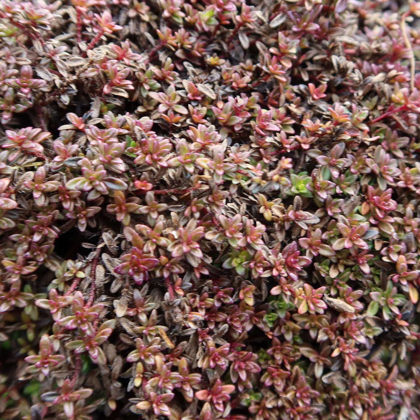 Thymus Praecox Red Carpet - Variété De Thym Précoce à Floraison Rouge Rosé - Foto 3