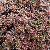 Thymus praecox 'Red Carpet' - Feldthymian