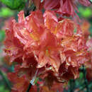 Azalea Großblumig - rot - Hohe Gartenazalee