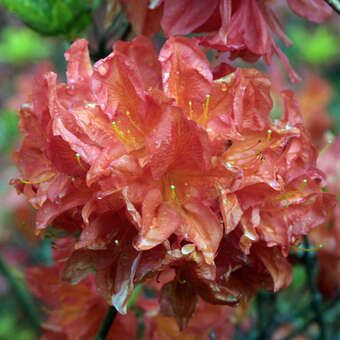 Azalea Großblumig - rot