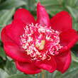 Paeonia lactiflora 'Nippon Beauty': Bild 1/1