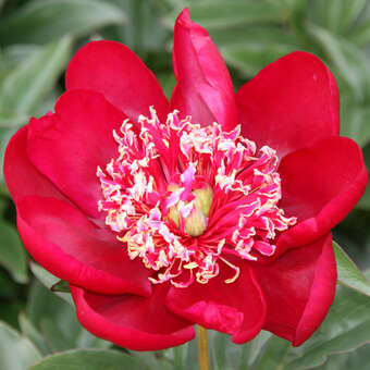 Paeonia lactiflora 'Nippon Beauty'