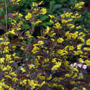 Lysimachia ciliata 'Firecracker' - Rotblättriger Felberich