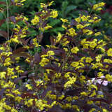 Lysimachia ciliata 'Firecracker' - Rotblättriger Felberich