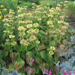 Phlomis russeliana: Bild 7/9