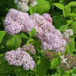 Spiraea fritschiana: Bild 1/3