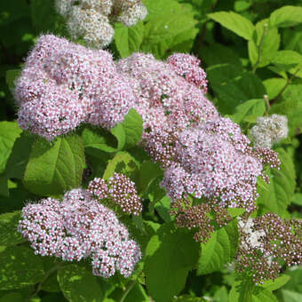 Spiraea fritschiana
