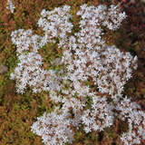 Sedum album 'Coral Carpet' - Mauerpfeffer, Fetthenne