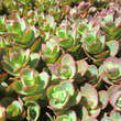 Sedum 'Sunsparkler Lime Zinger': Bild 1/2