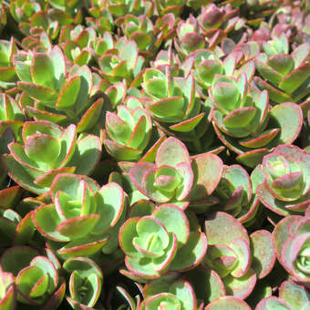 Sedum 'Sunsparkler Lime Zinger'