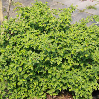 Ribes alpinum 'Green Mound'