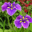 Iris ensata 'Katy Mendez' - Japanische Sumpfschwertlilie