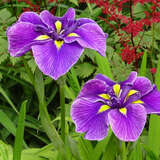 Iris ensata 'Katy Mendez' - Japanische Sumpfschwertlilie