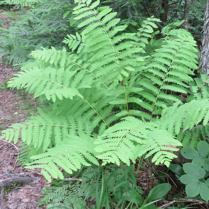kaktus versand Wolfsmilch Kaktus (Euphorbia Acrurensis) online kaufen – MyZimmerpflanze.de main image 0