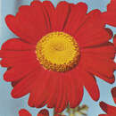 Tanacetum coccineum 'Robinson's Rot' - Bunte Margerite