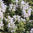 Lamium maculatum 'White Nancy': Bild 1/3