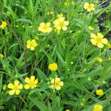 Ranunculus lingua - Zungenhahnenfuß