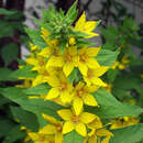 Lysimachia punctata - Goldfelberich