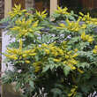 Mahonia japonica: Bild 1/1