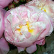 Paeonia lactiflora 'Lady Alexandra Duff': Bild 3/3