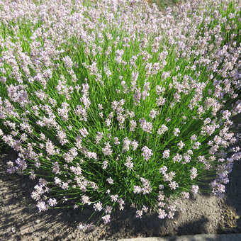 Lavandula angustif. 'Loddon Pink'