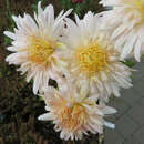 Chrysanthemum koreanum'Vysocina' - Gartenchrysantheme