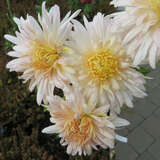 Chrysanthemum kor. 'Vysocina' - Gartenchrysantheme