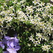 Clematis montana wilsonii: Bild 1/4