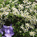 Clematis montana wilsonii - Weiße Bergwaldrebe