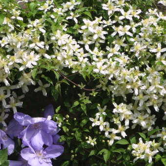 Clematis montana wilsonii