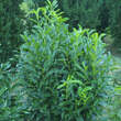 Prunus laurocerasus 'Reynvaanii': Bild 1/2