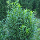 Prunus laurocerasus 'Reynvaanii' - Kirschlorbeer