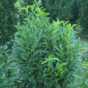 Prunus laurocerasus 'Reynvaanii'