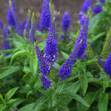 Veronica longifolia 'Blauriesin' - Ehrenpreis