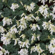 Dicentra 'Ivory Hearts': Bild 3/5