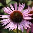 Echinacea purpurea 'Hope': Bild 3/4