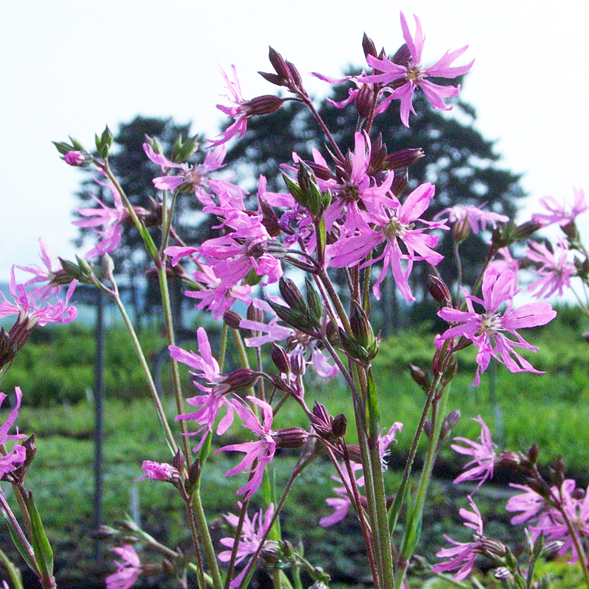 KuckucksLichtnelke Lychnis floscuculi rosa