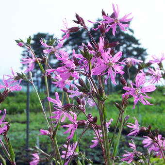 Lychnis flos-cuculi