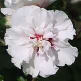 Hibiscus syriacus 'Speciosus' - Eibisch