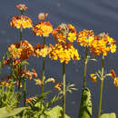 Primula bulleyana - Etagenprimel