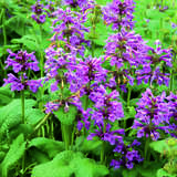 Stachys grandiflora 'Superba' - Ziest