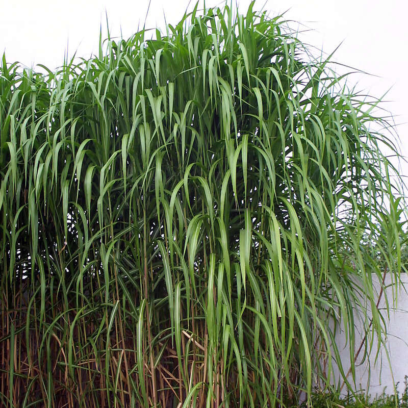 Elefantengras - Miscanthus giganteus (M. floridulus) - selten blhend