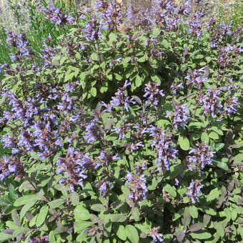 Gartensalbei Salvia officinalis 'Purpurascens' blau
