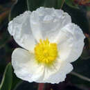 Cistus laurifolius     Kübelpflanze - Lorbeerblättrige Zistrose