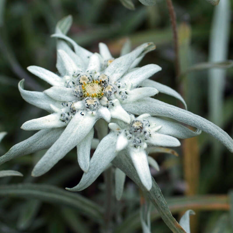 brlauch saatgut Saatgut Brlauch - Allium ursinum