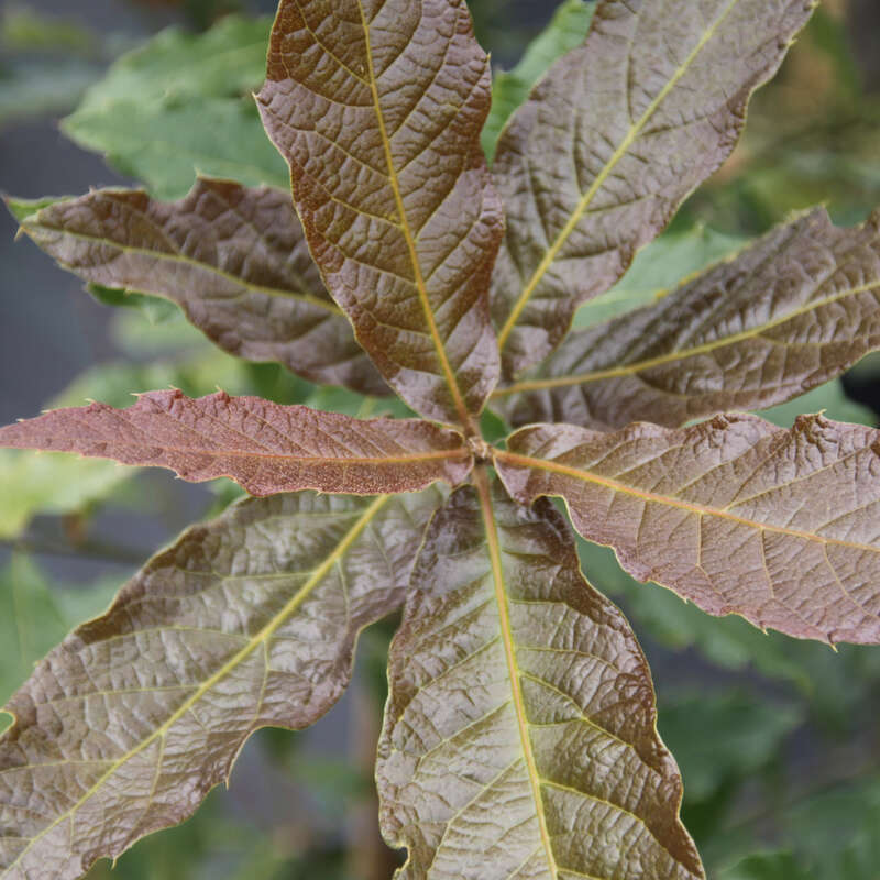 MexikoEiche Quercus rhysophylla 'Maya'