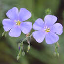 Linum perenne - Blauer Lein