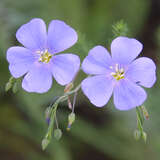 Linum perenne - Blauer Lein